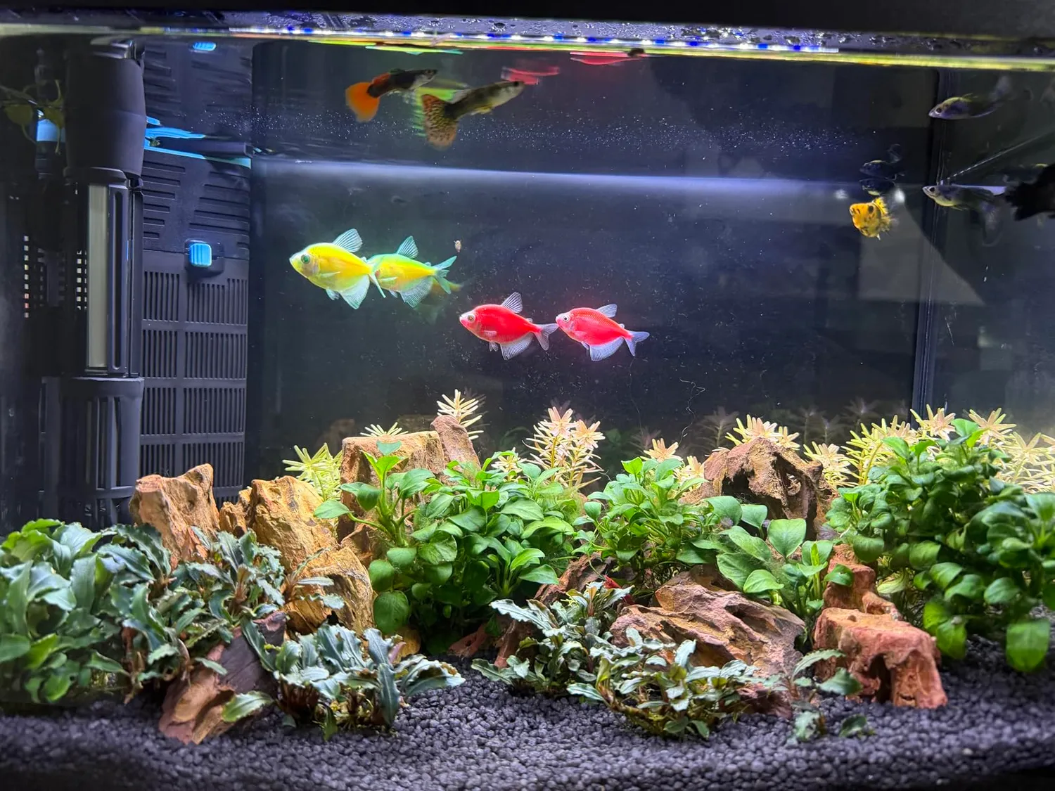 Pawfly Luce LED Acquario 30 cm 24/7 Spettro Completo