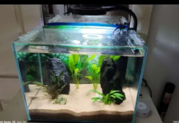 Pawfly Lampada LED Acquario Clip USB 4,5W Spettro Completo