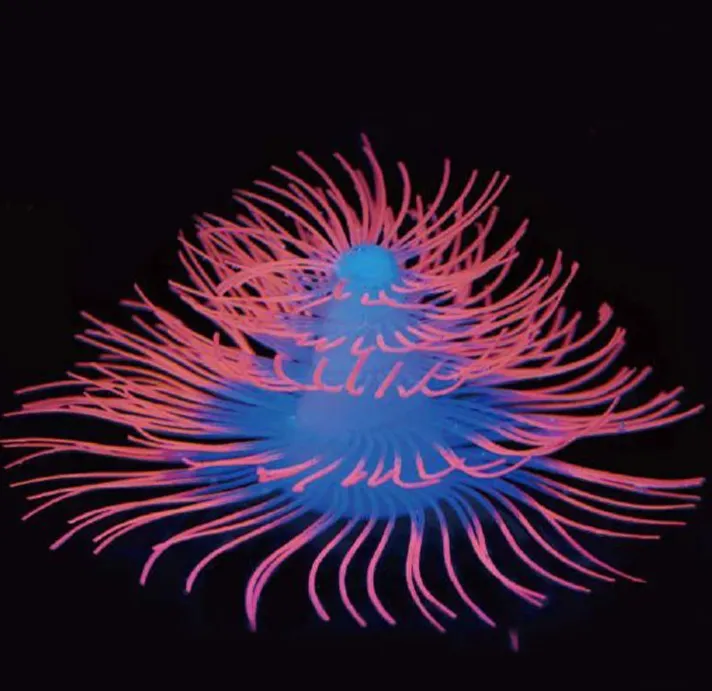 Aquariatech 10P decorazione silicone fluorescente 12x12x7 atossica