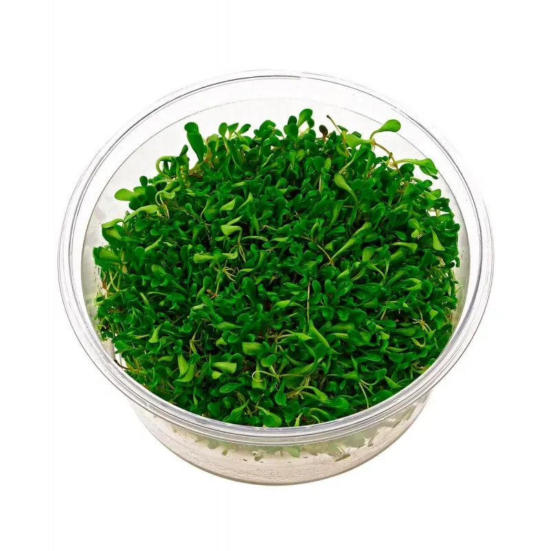 Aquariatech Glossostigma Elatinoides Pianta Prato In Vitro