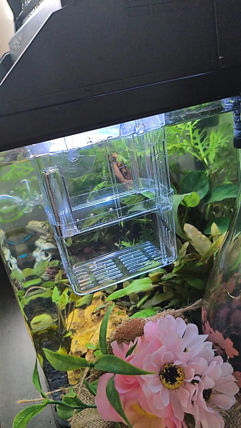 Pawfly Box Allevamento Acquario S 10x8x13 cm Trasparente