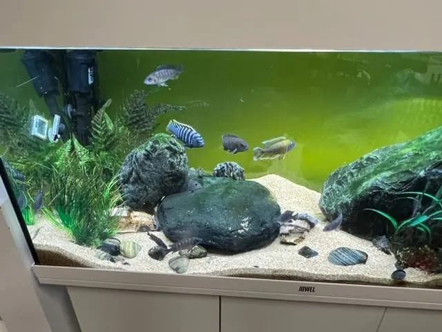 boxtech auto relitto decorazione acquario resina 16 cm