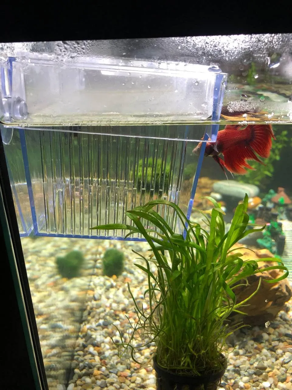 Pawfly Sala Parto Acrilico M 13,5 cm per Avannotti e Guppy