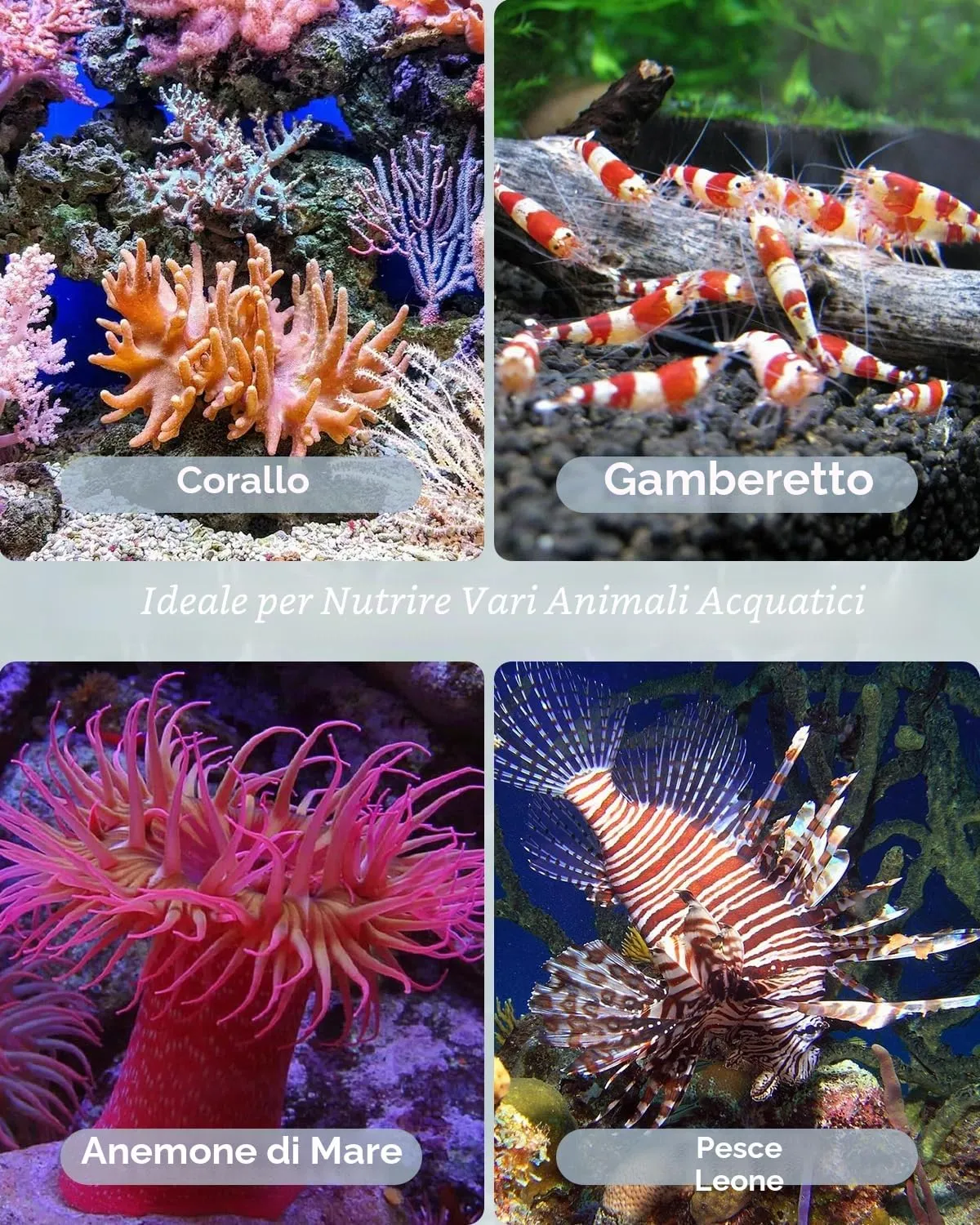 Pawfly Pipetta Acquario 35 cm 2 Pezzi per Coralli