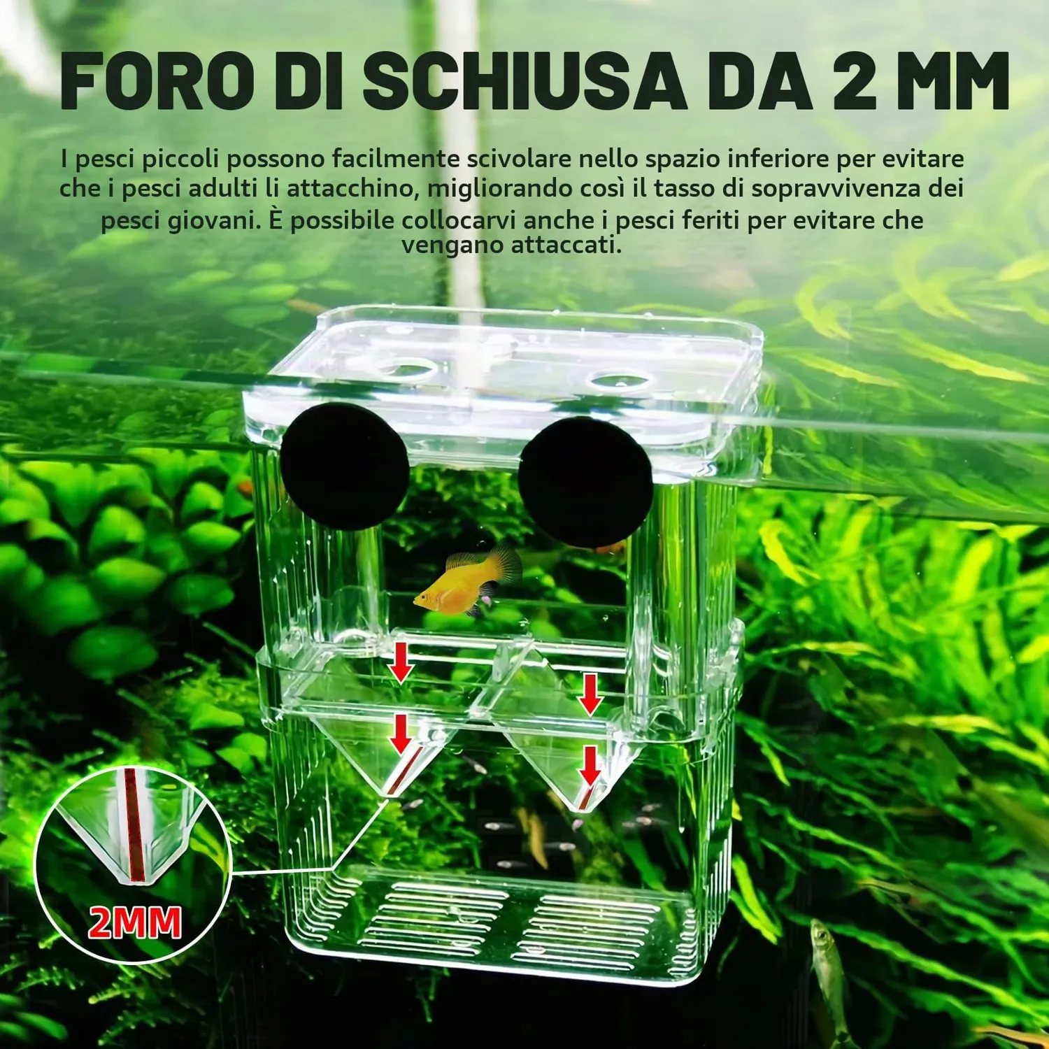 Boxtech Scatola Allevamento Pesci Acrilico S Galleggiante