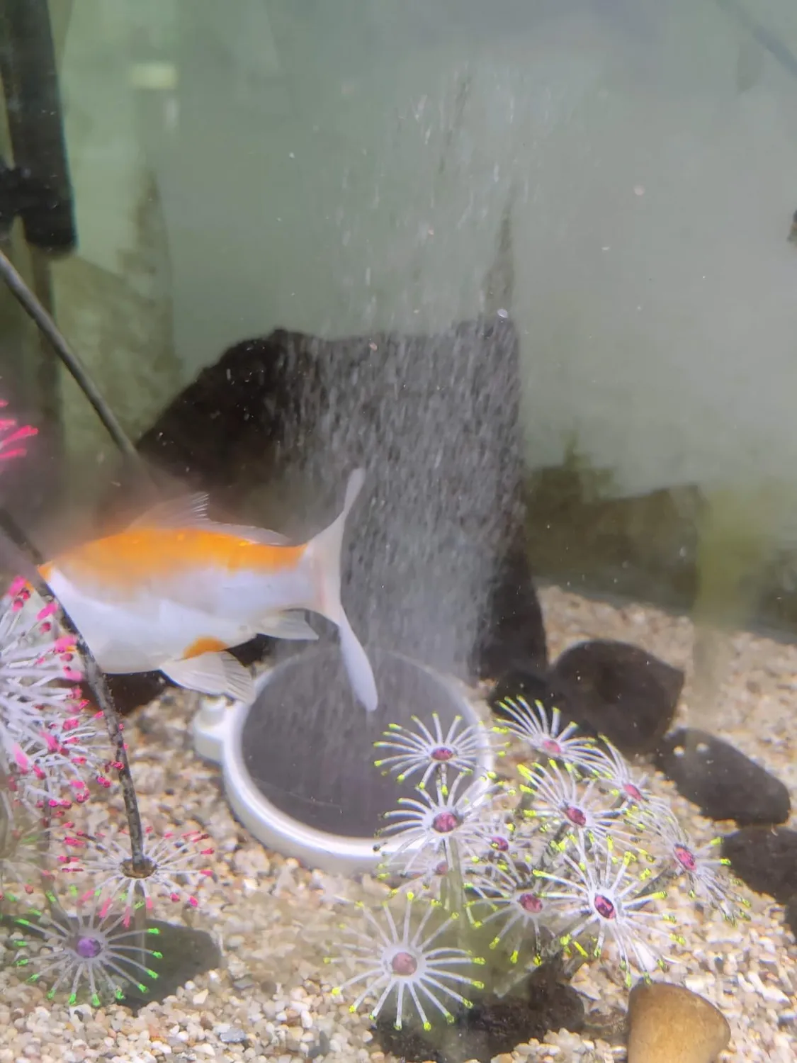 Boxtech Pietra Aria Acquario 50 mm Nano a Bolle Sottili