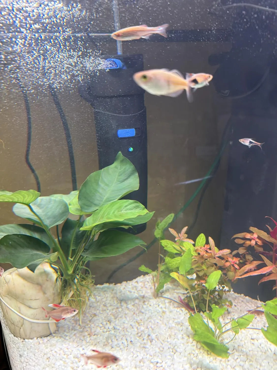 SunSun CUP-809 pompa acquario 4in1 700 l/h UVC 9W