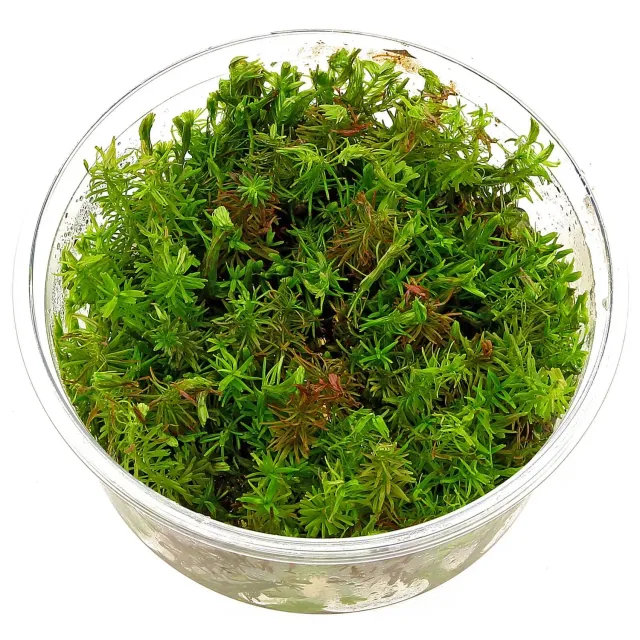 Aquariatech Rotala Wallichii in Vitro Pianta Acquario Rossa