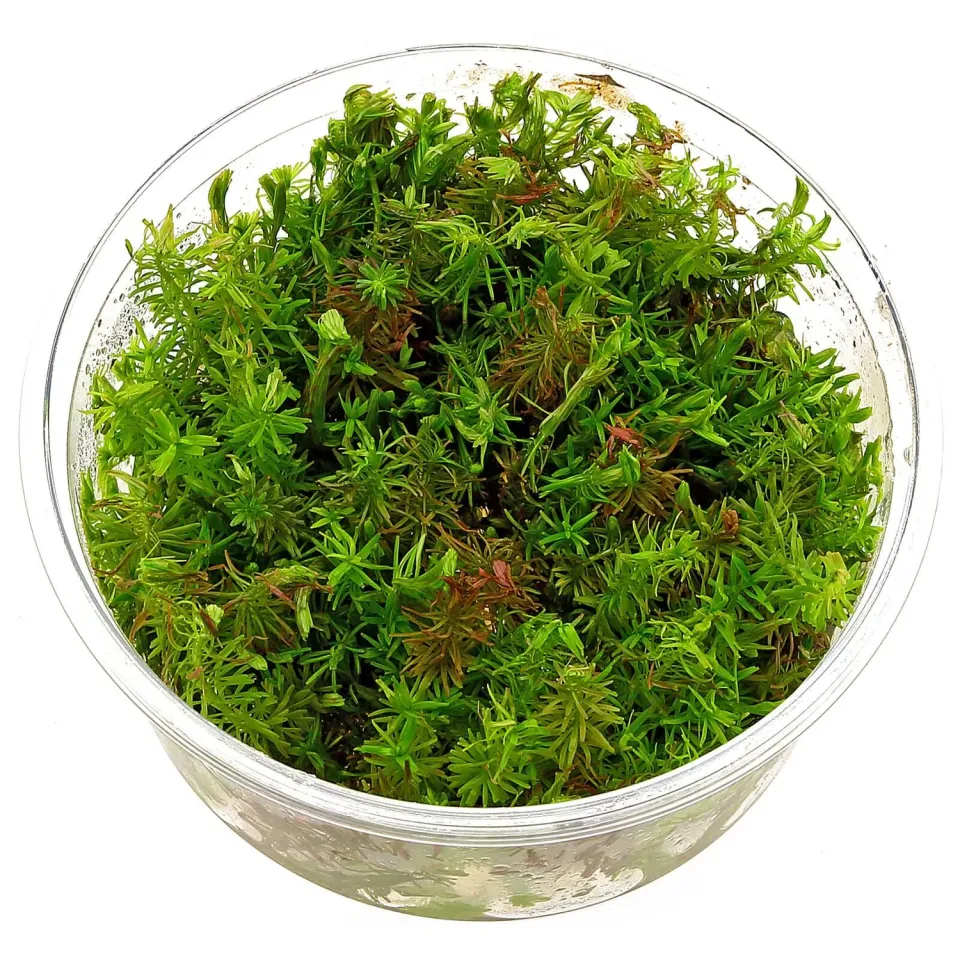 Aquariatech Rotala Wallichii in Vitro Pianta Acquario Rossa