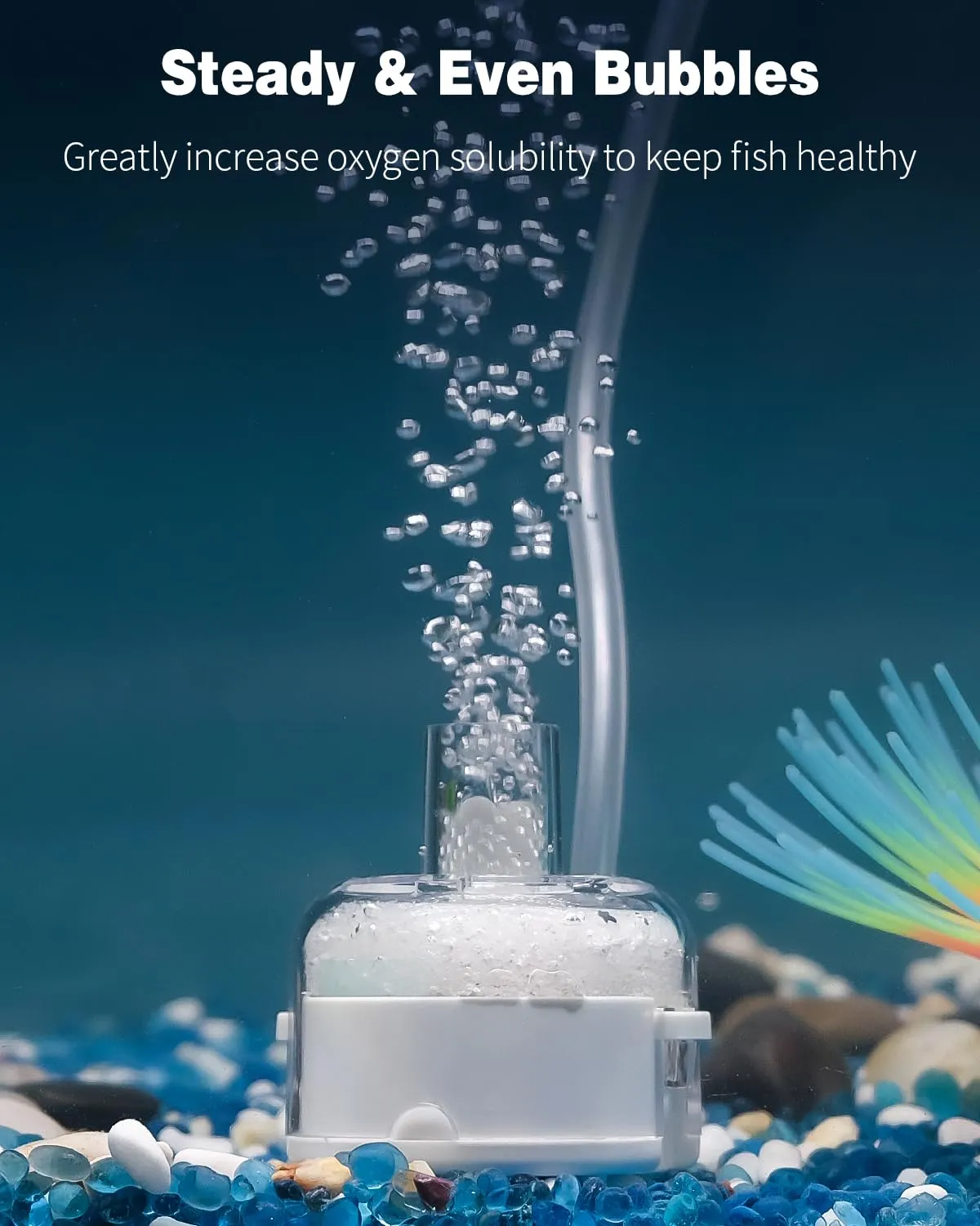 Pawfly Filtro a Spugna 5 cm OD per Acquari 20 L Betta
