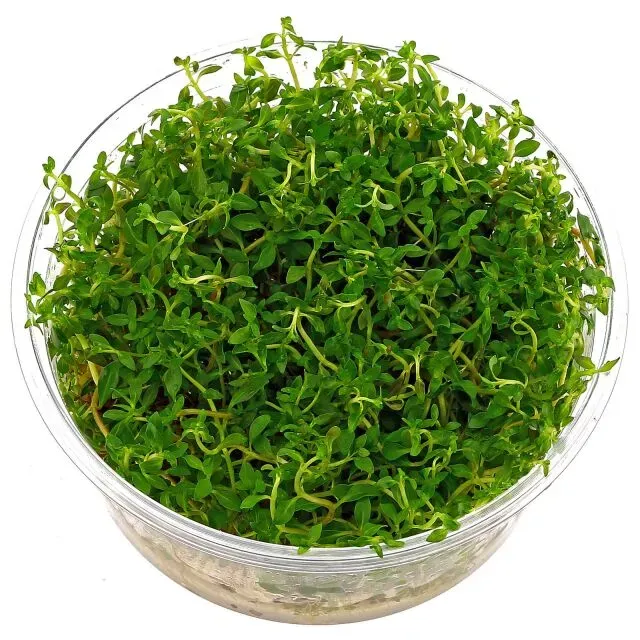 Aquariatech Ludwigia Arcuata Pianta in Vitro rossa