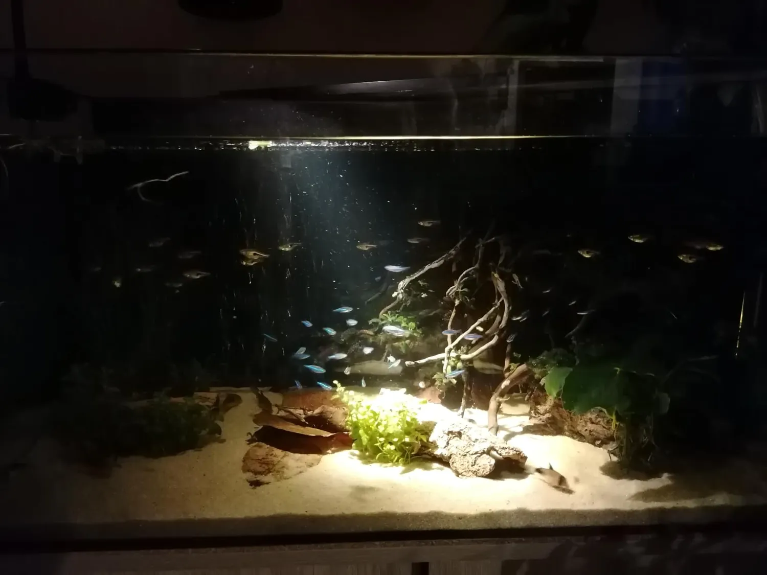 Boxtech lampada LED acquario zoom 10W 3 colori fascio