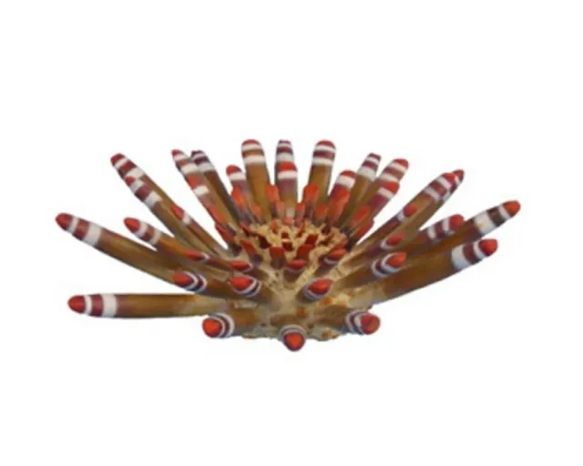Aquariatech Riccio Tropicale Large corallo resina 20x20x6 cm