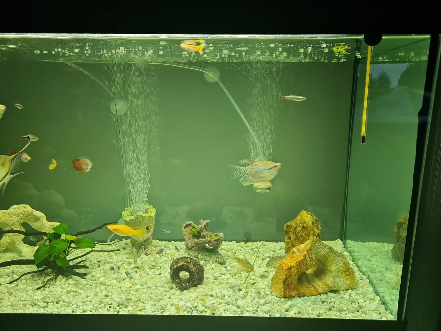Boxtech Pompa Aria Acquario 5W Bianca 2 Uscite Regolabile