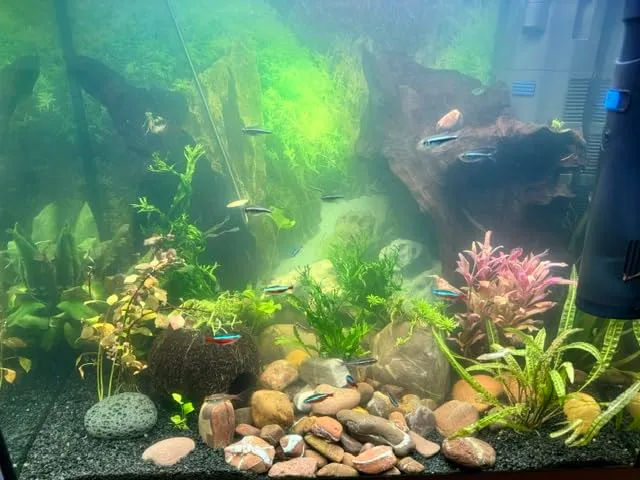 SunSun CUP-809 pompa acquario 4in1 700 l/h UVC 9W