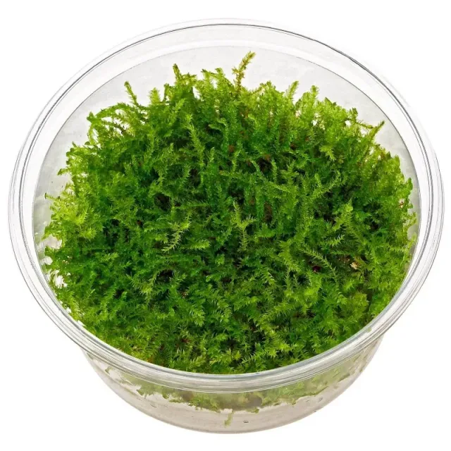 Aquariatech Vesicularia Montagnei muschio acquario in vitro