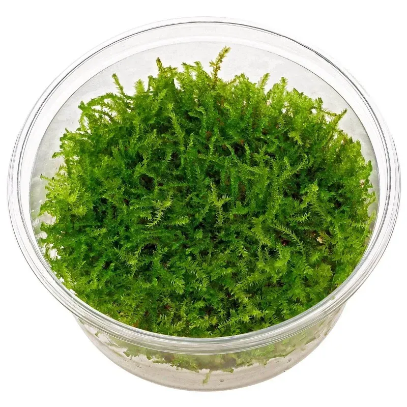 Aquariatech Vesicularia Montagnei muschio acquario in vitro