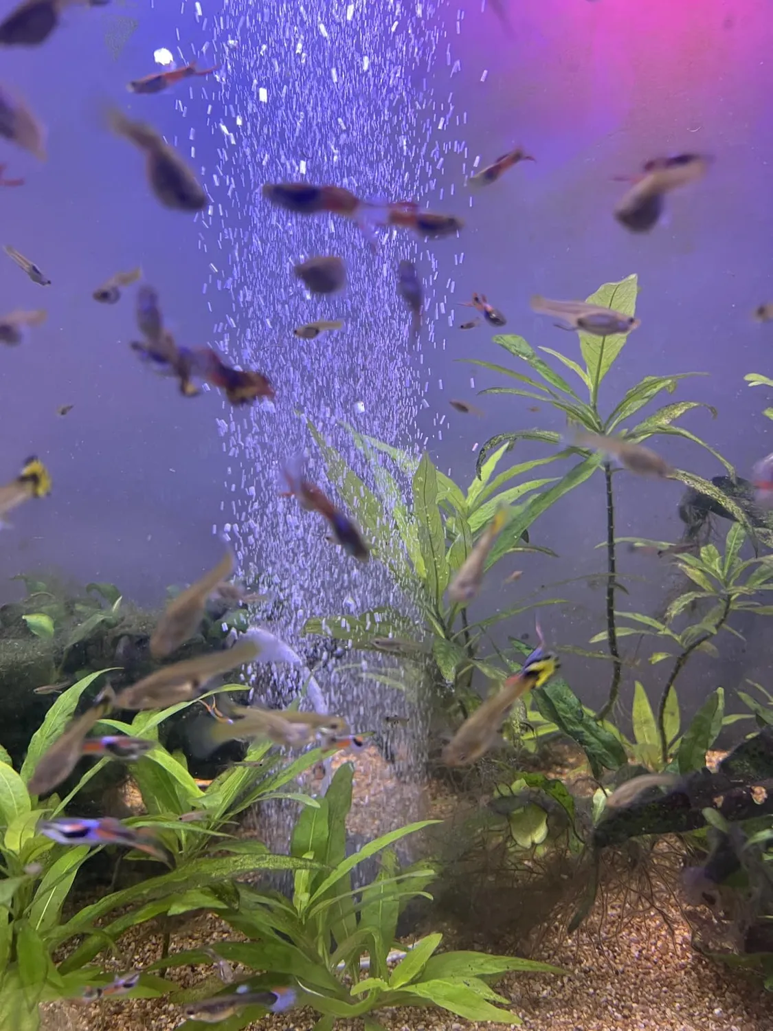 Boxtech Pietra Aria Acquario 50 mm Nano a Bolle Sottili