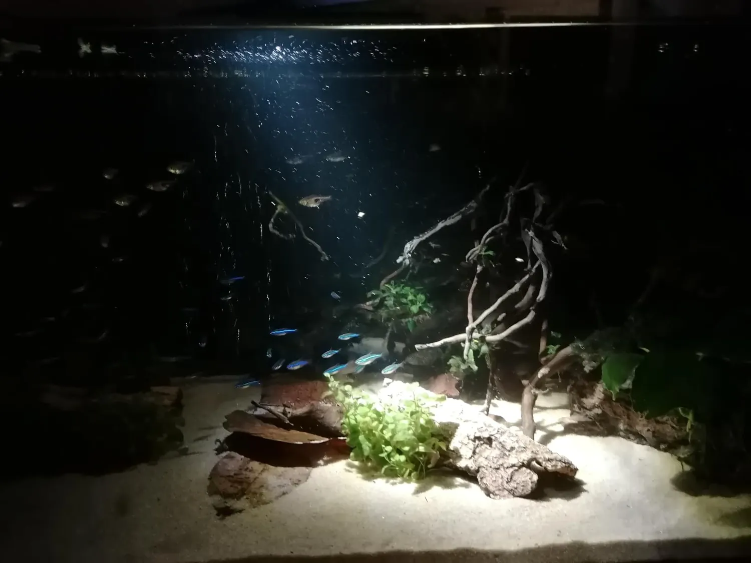 Boxtech lampada LED acquario zoom 10W 3 colori fascio