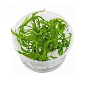 Aquariatech Crypto Crispatula Balansae Pianta In Vitro