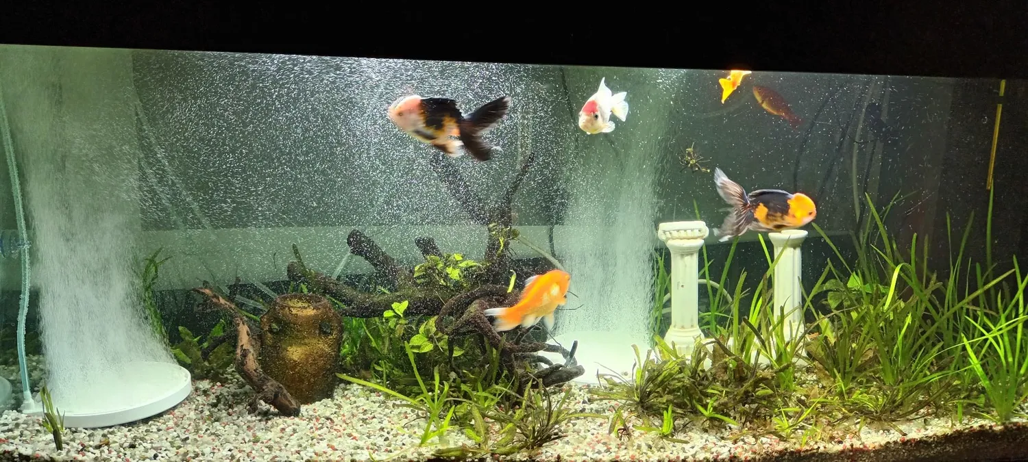 Boxtech Diffusore Nano Aria Acquario 50 mm Ceramica