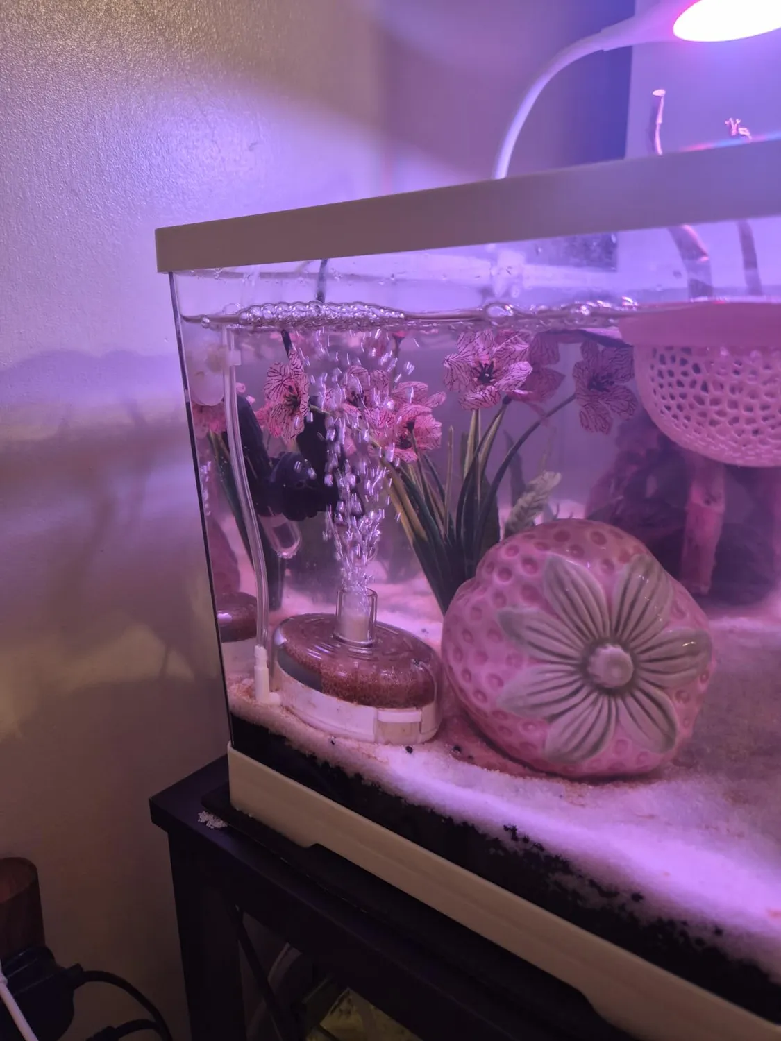 Pawfly Filtro a Spugna 5 cm OD per Acquari 20 L Betta
