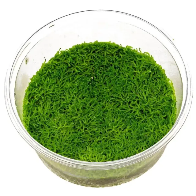 Aquariatech Riccia Fluitans pianta in vitro pratino