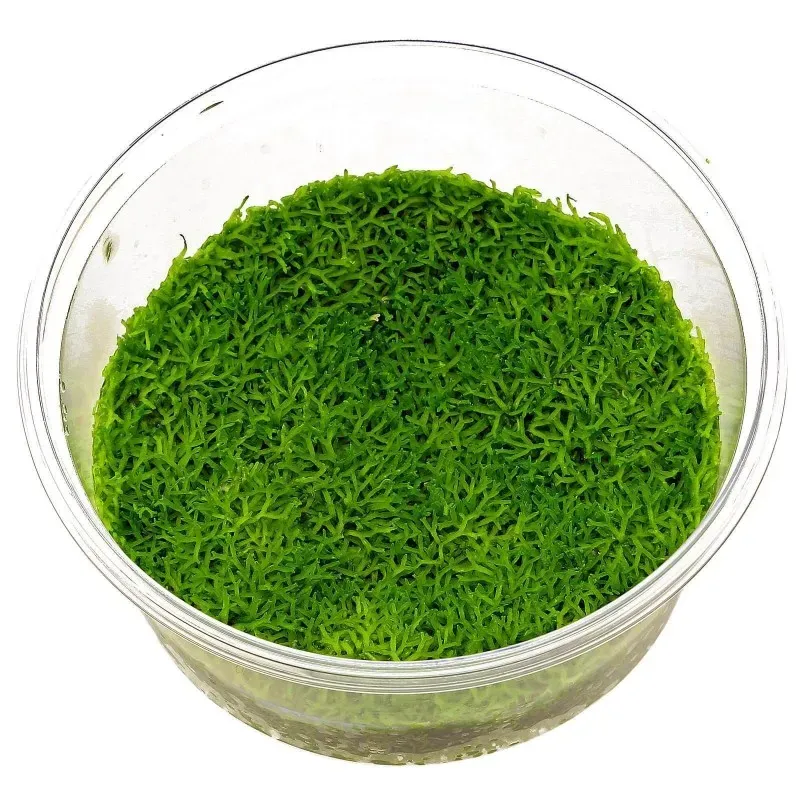 Aquariatech Riccia Fluitans pianta in vitro pratino