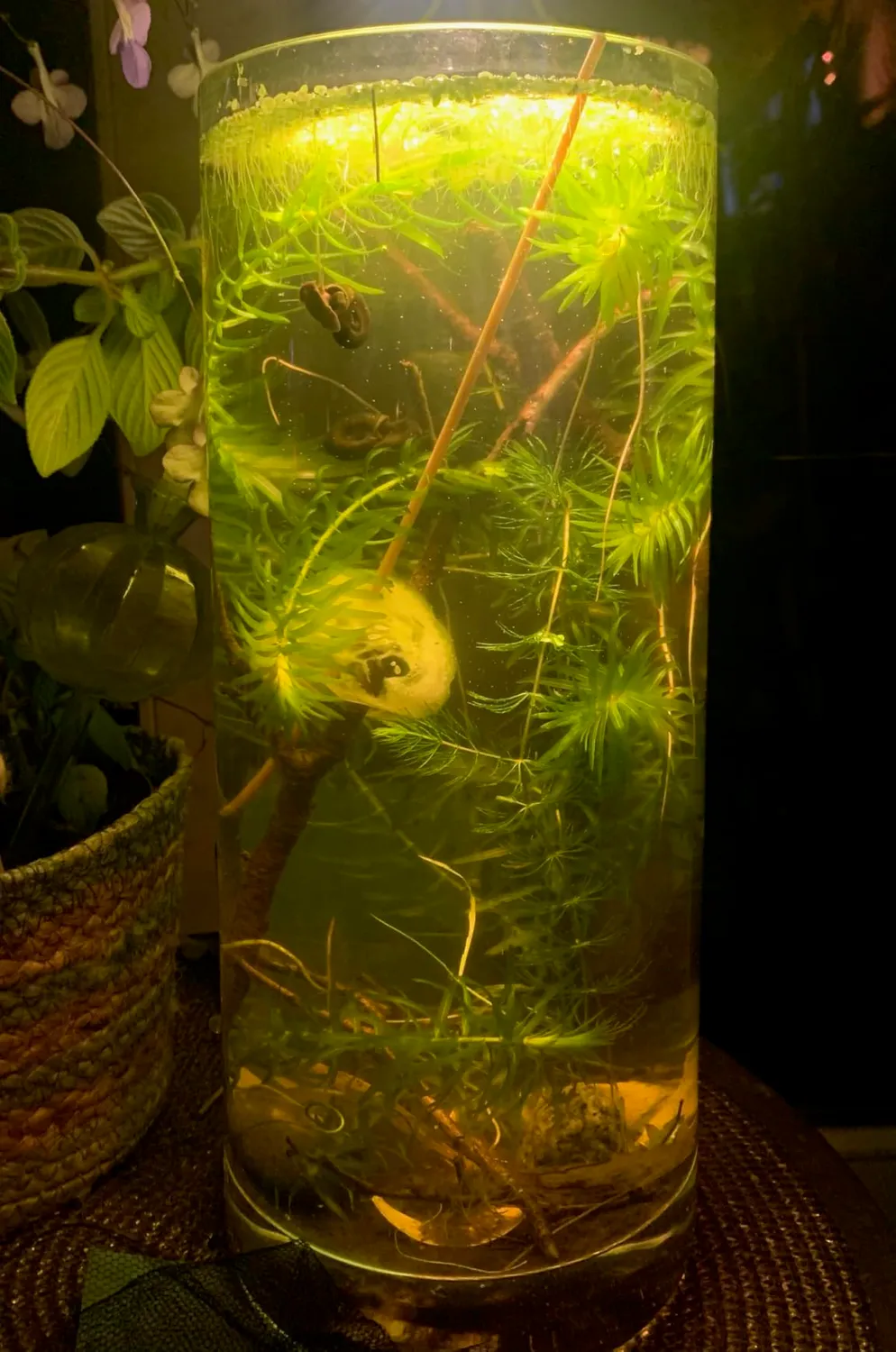 boxtech LED 3W faretto acquario COB 3 luci nano vasche