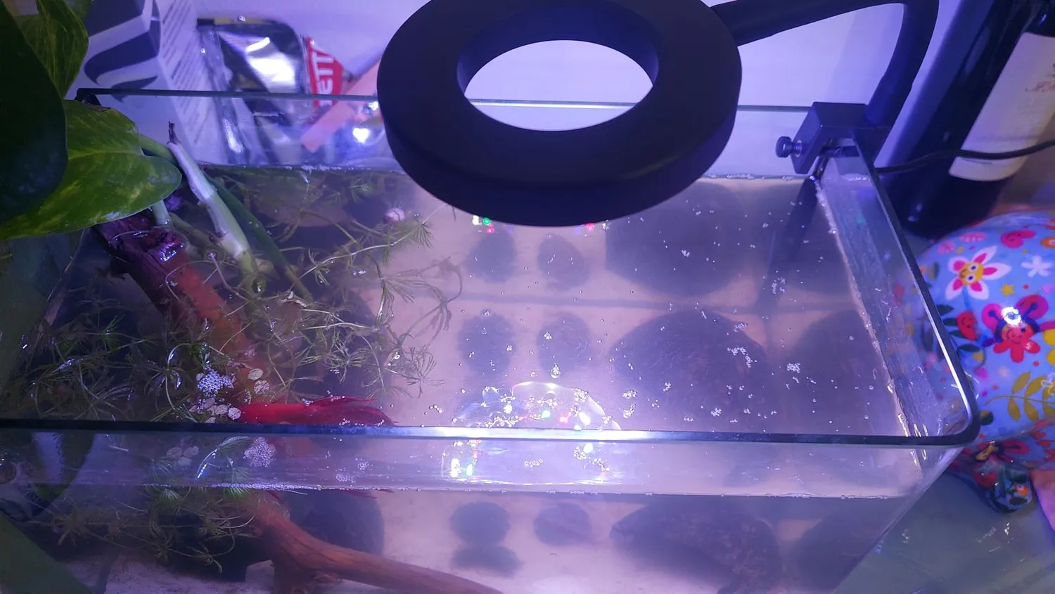 Pawfly Lampada LED Acquario Clip USB 4,5W Spettro Completo