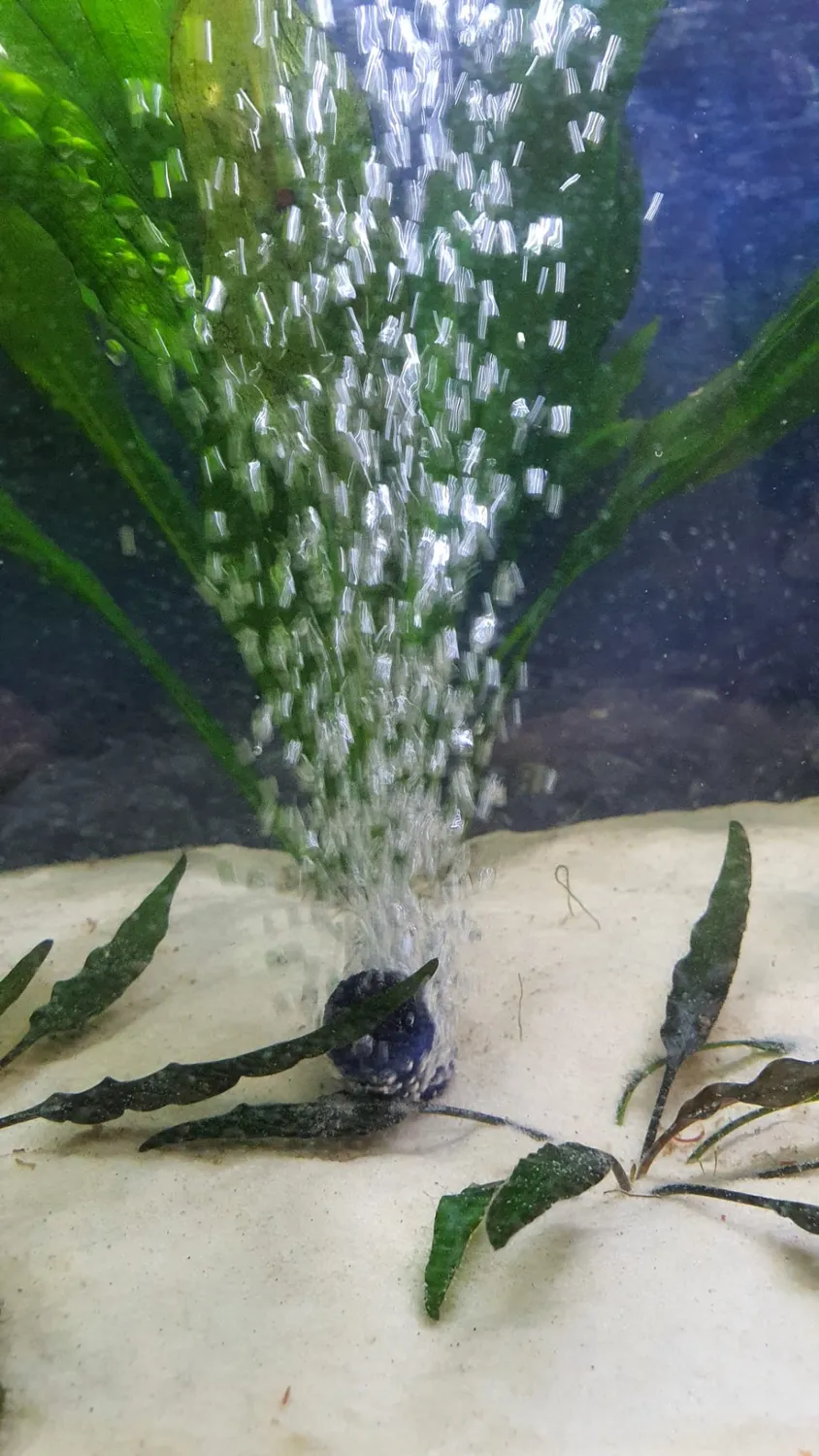Boxtech Pompa Aria Acquario 5W Bianca 2 Uscite Regolabile