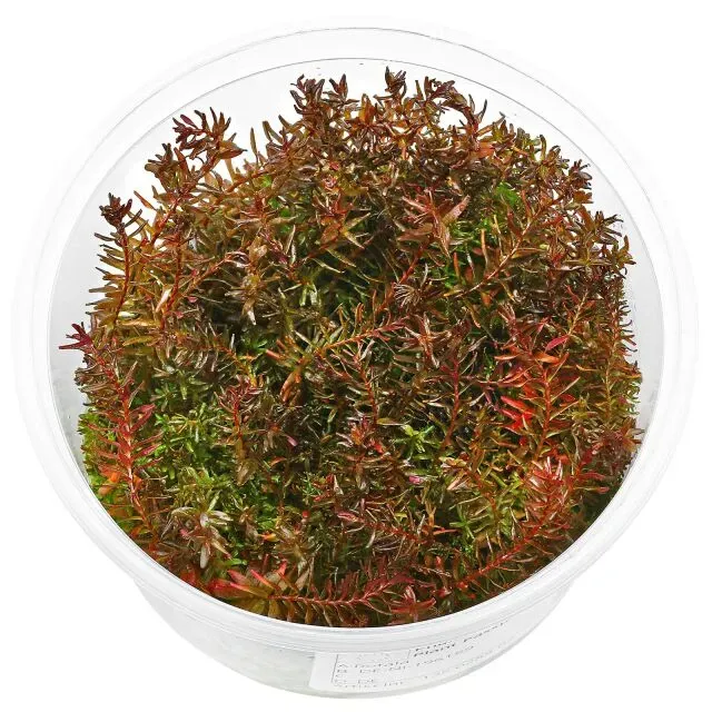 Aquariatech Rotala Macrandra In Vitro Pianta Rossa Molto Esigente