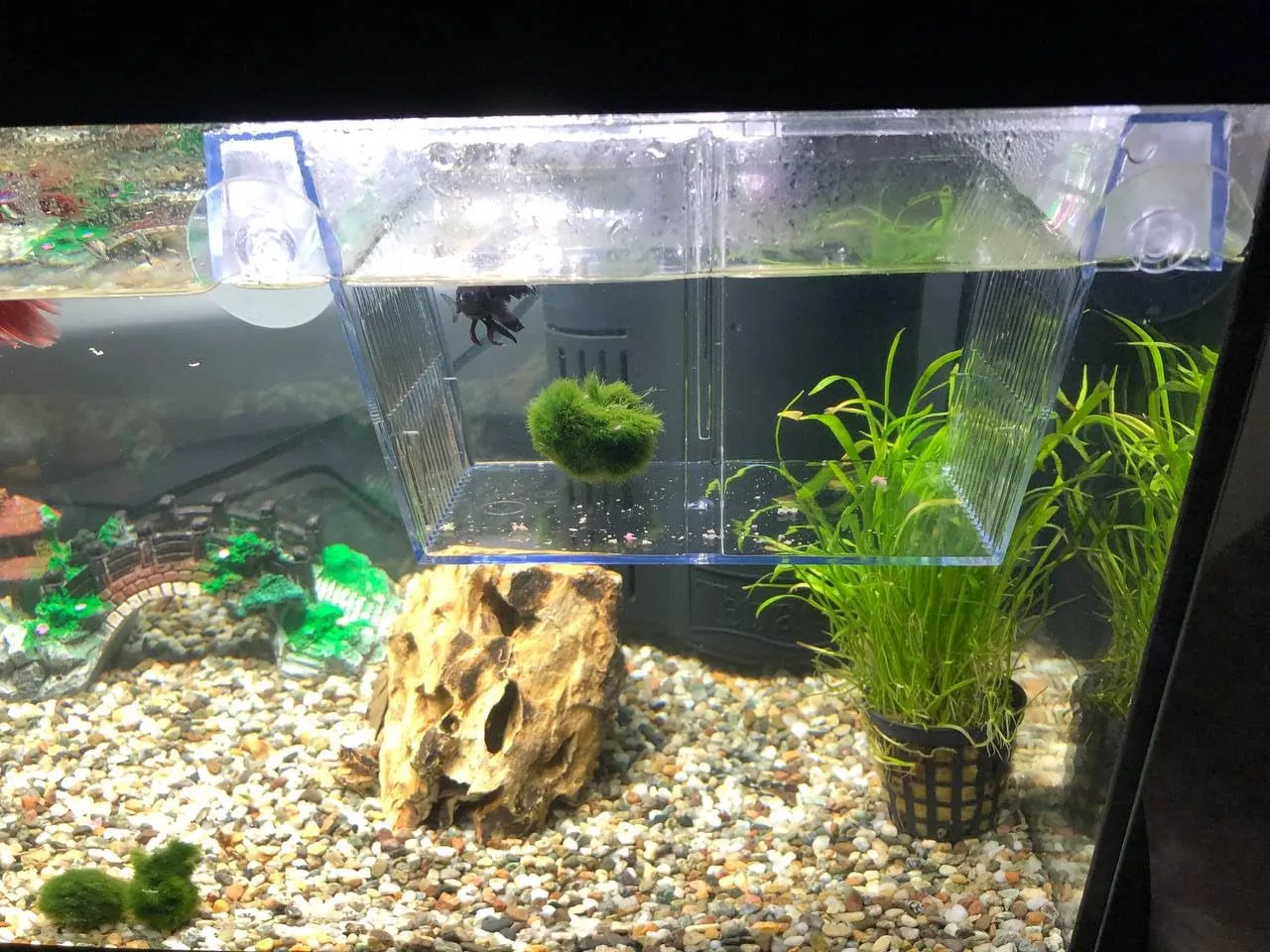 Pawfly Sala Parto Acrilico M 13,5 cm per Avannotti e Guppy