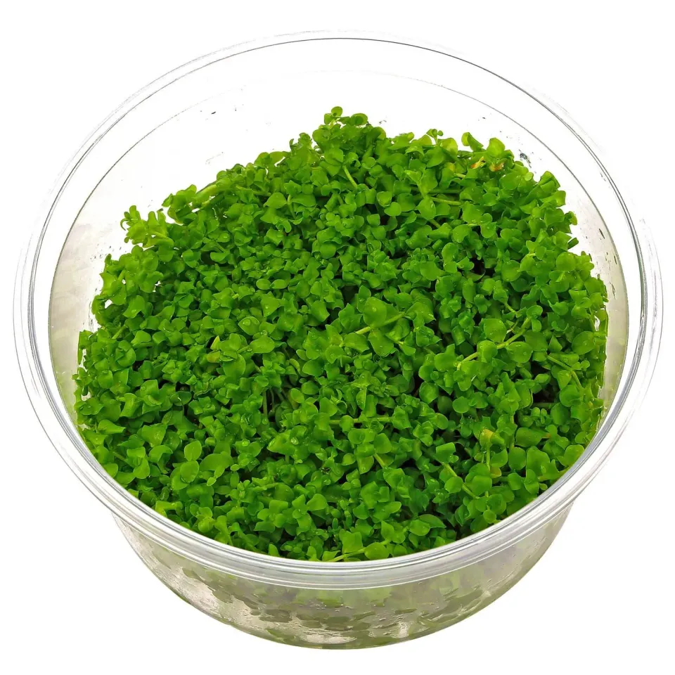 Aquariatech Micranthemum Montecarlo Tweediei pianta in vitro luce intensa