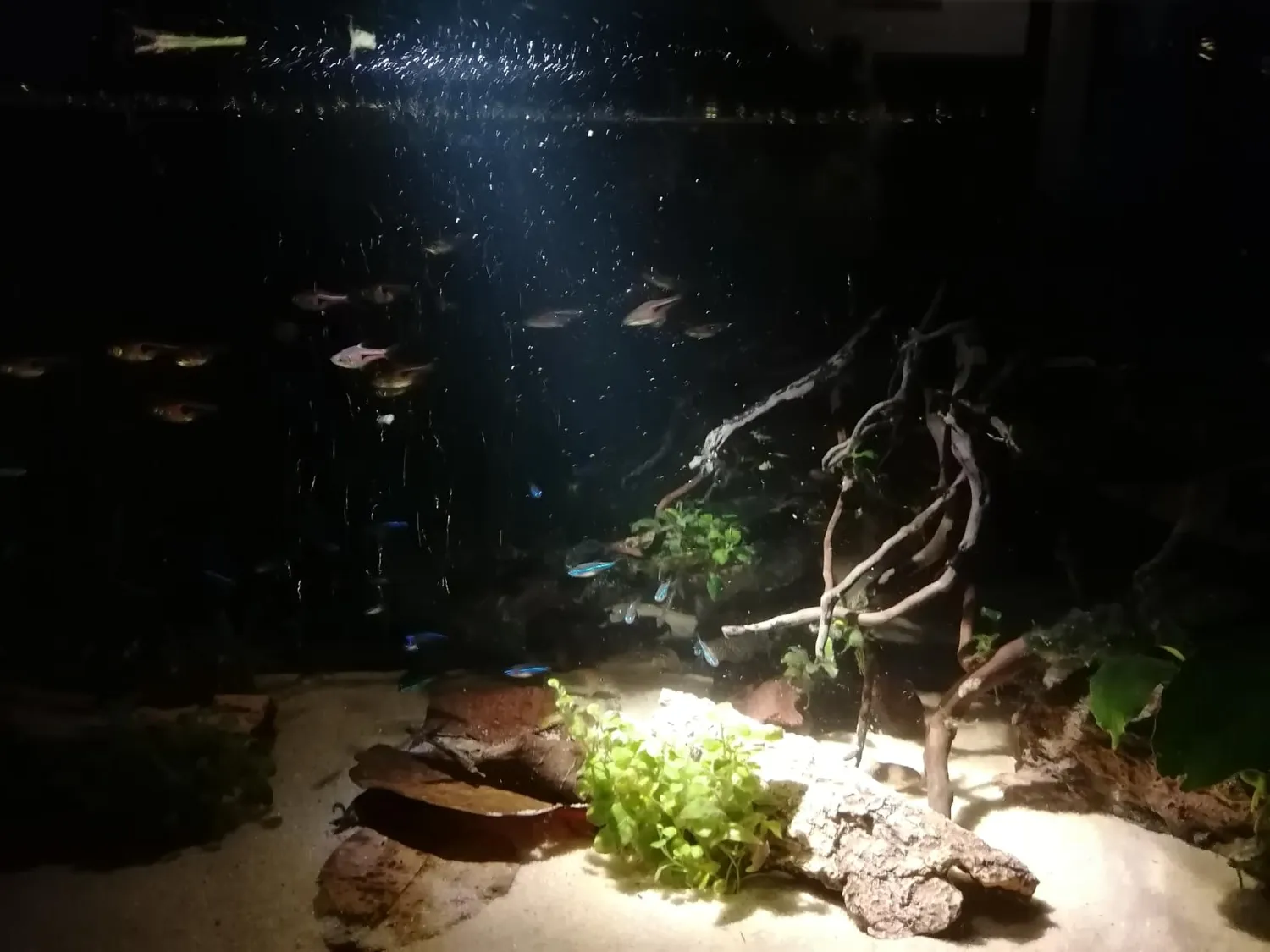 Boxtech lampada LED acquario zoom 10W 3 colori fascio