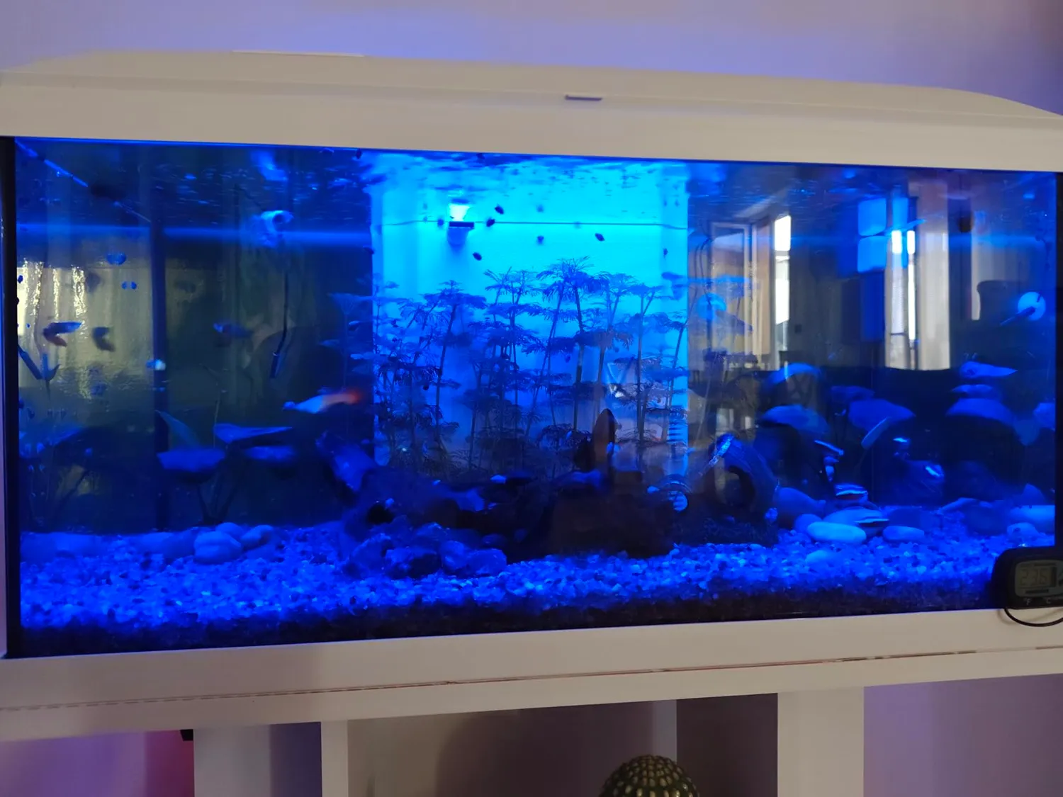 Pawfly Luce LED Acquario 30 cm 24/7 Spettro Completo