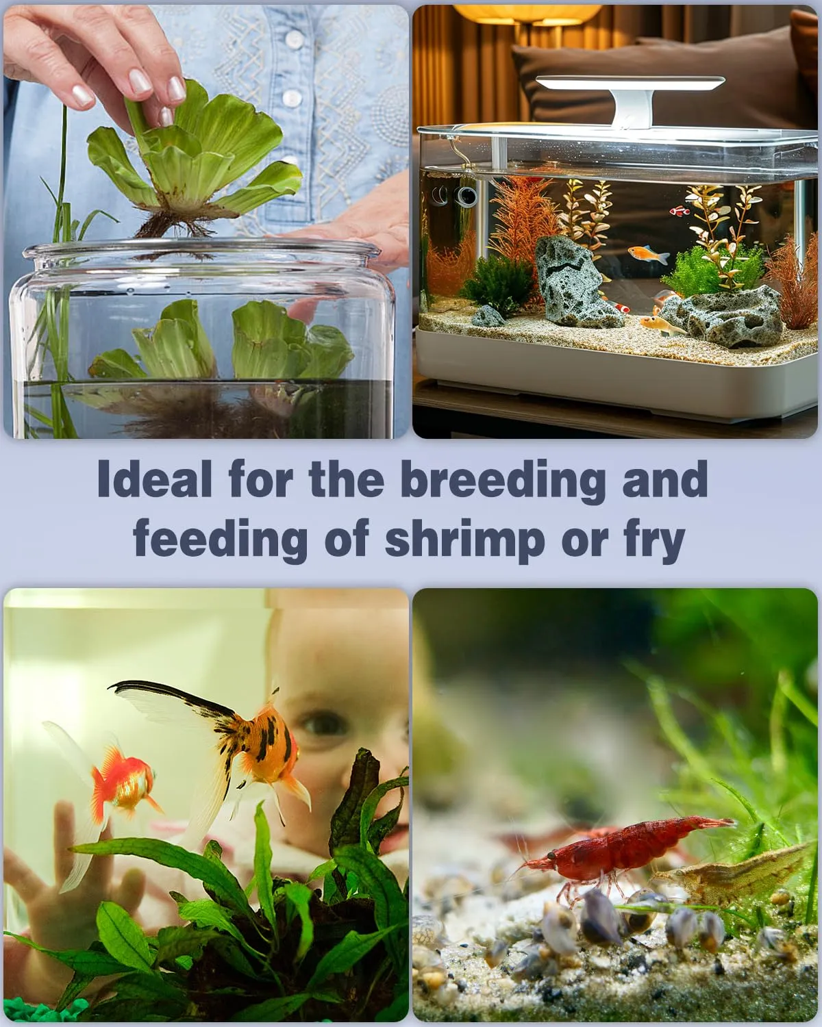 Pawfly Filtro a Spugna 5 cm OD per Acquari 20 L Betta