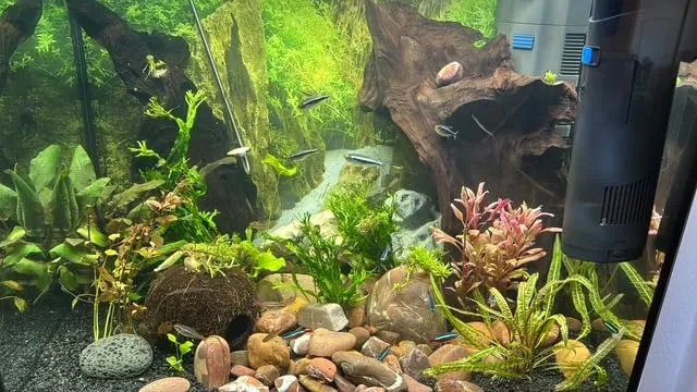 SunSun CUP-809 pompa acquario 4in1 700 l/h UVC 9W