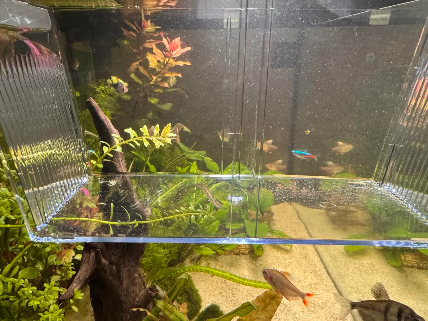 Pawfly Sala Parto Acrilico M 13,5 cm per Avannotti e Guppy