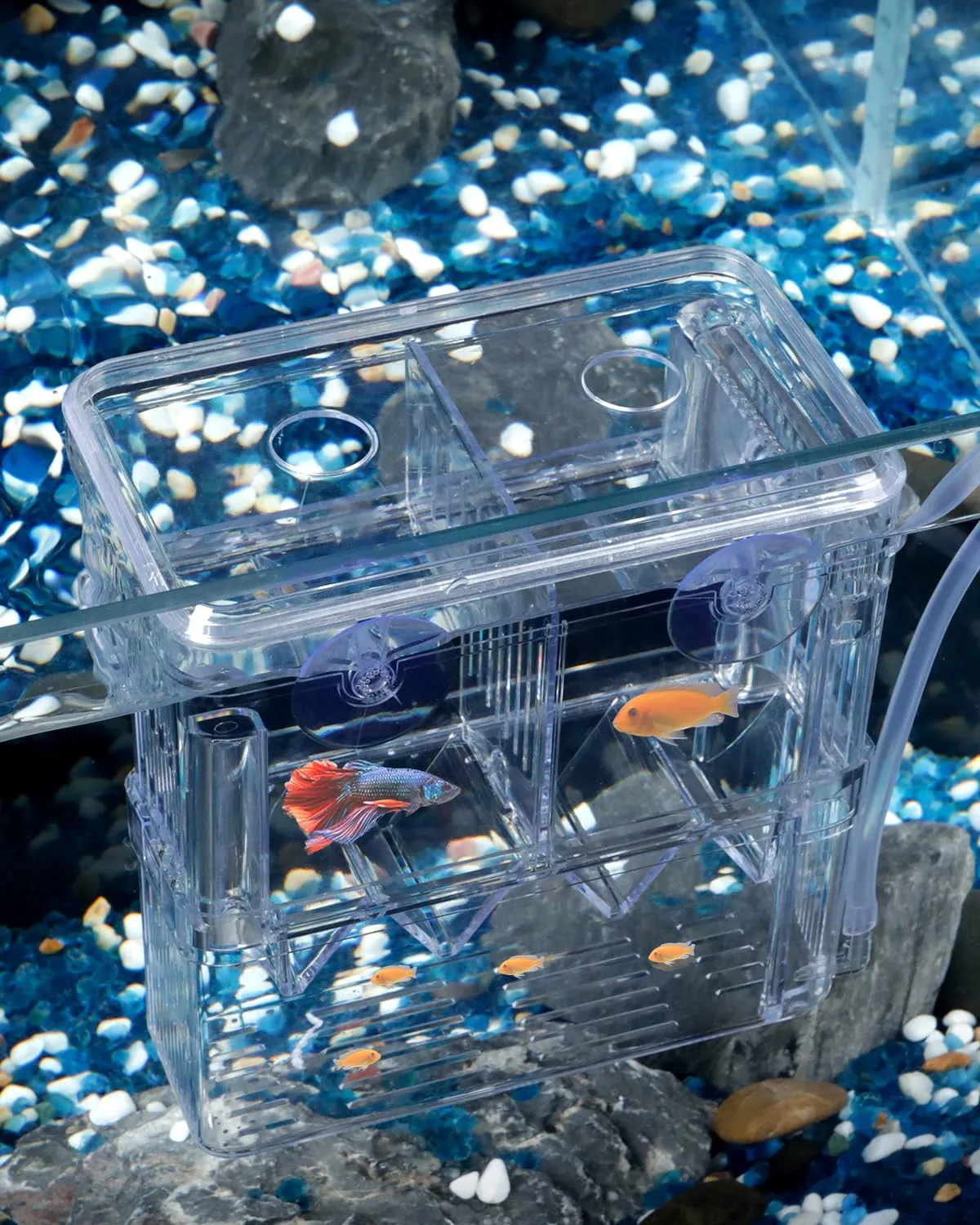 Pawfly Box Allevamento Acquario S 10x8x13 cm Trasparente