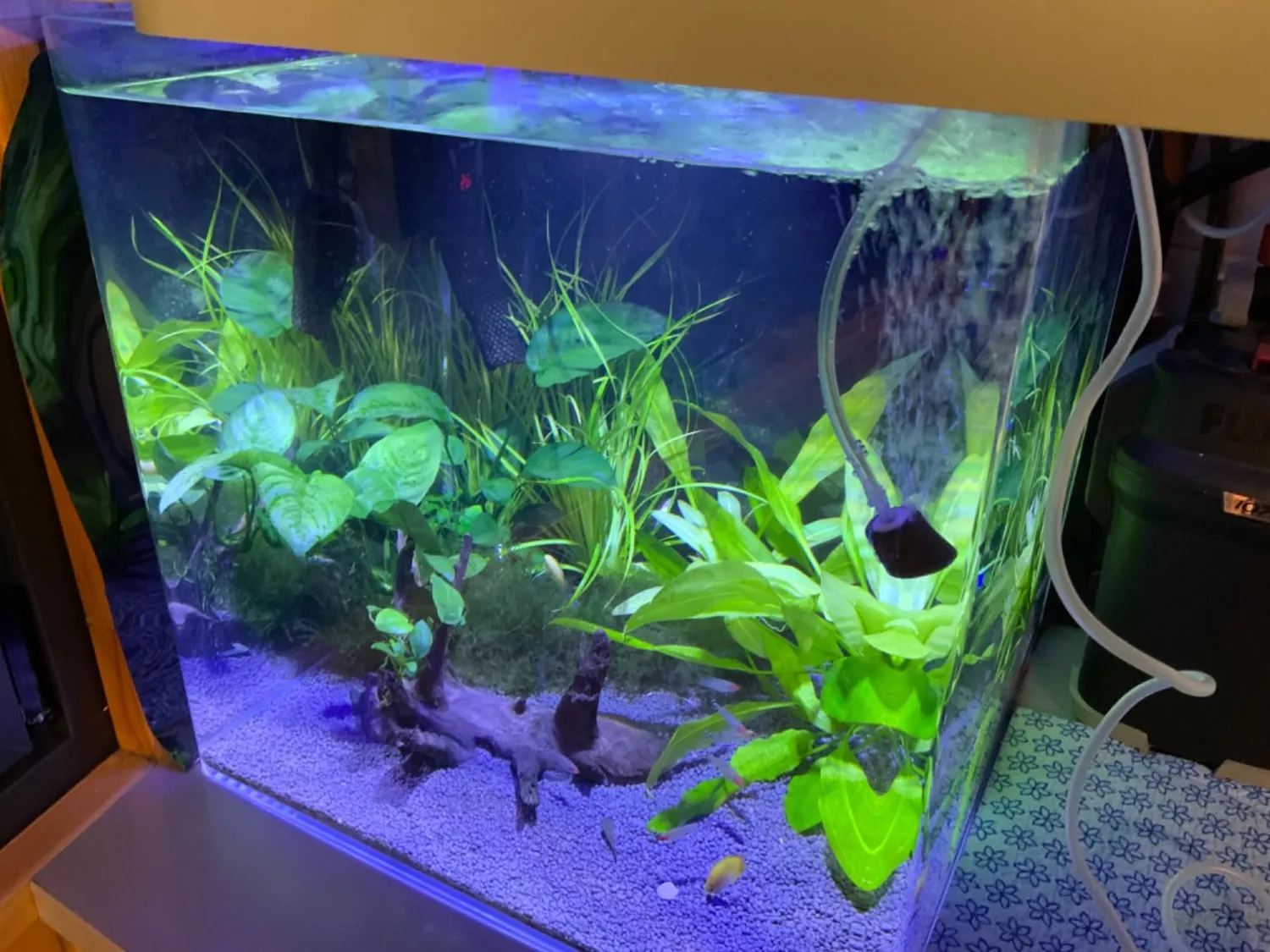 boxtech mini aeratore acquario 1,5W kit pietra aria