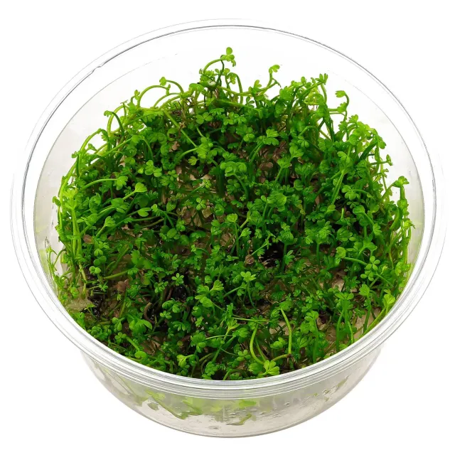 Aquariatech Marsilea Crenata pianta in vitro prato anteriore