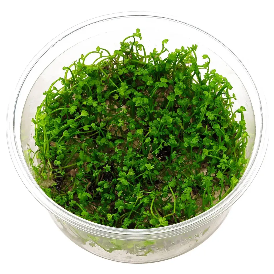 Aquariatech Marsilea Crenata pianta in vitro prato anteriore