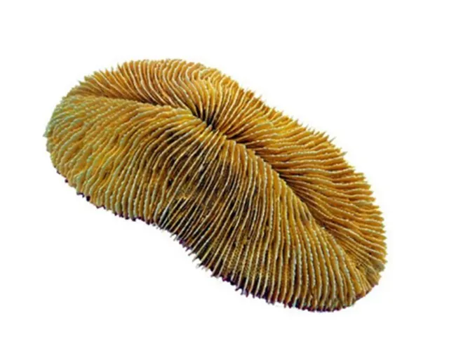 Aquariatech Herpolitha Limax corallo resina decorazione 18cm