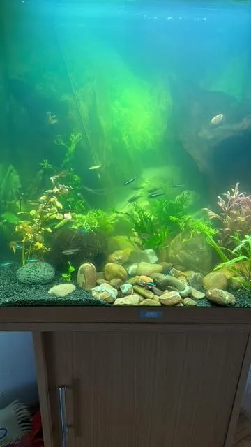 SunSun CUP-809 pompa acquario 4in1 700 l/h UVC 9W