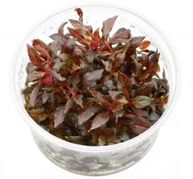 Aquariatech Alternanthera Reineckii Mini pianta in vitro rossa