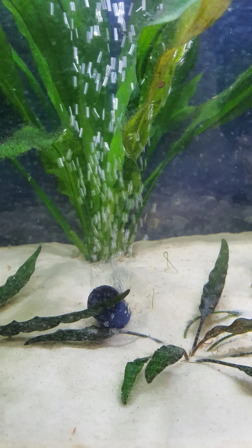 Boxtech Pompa Aria Acquario 5W Bianca 2 Uscite Regolabile