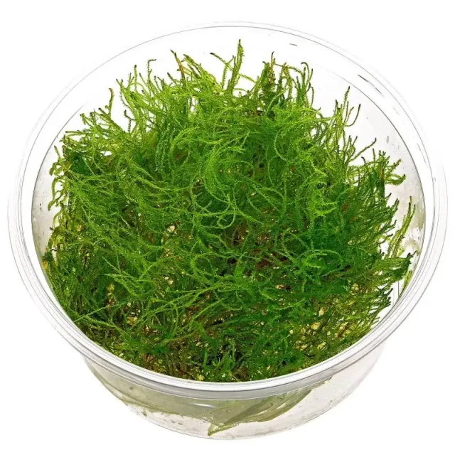 Aquariatech Taiwan Moss Taxiphyllum Alternans muschio in vitro
