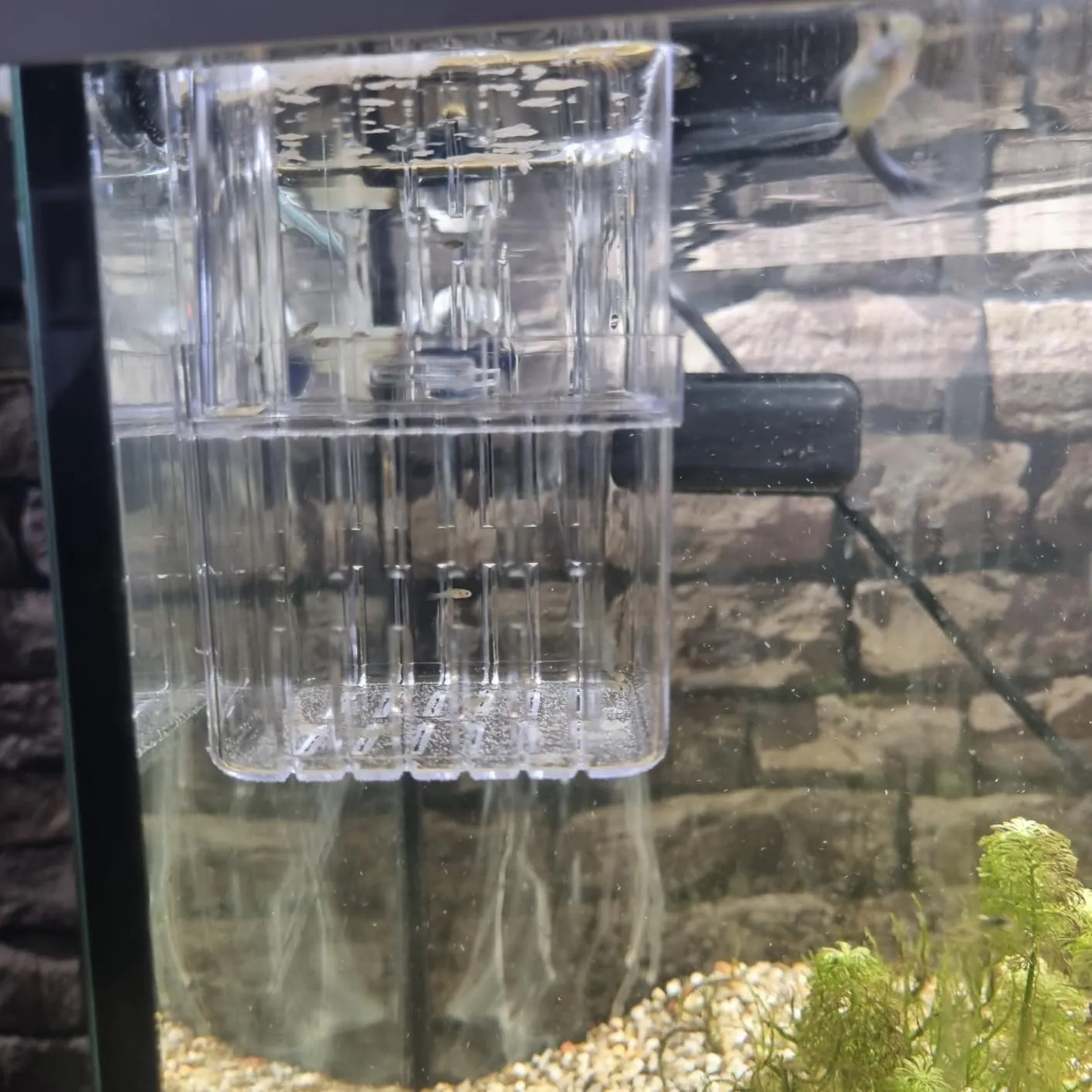 Boxtech Sala Parto Acquario M per Avannotti e Gamberetti