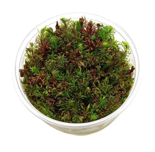 Aquariatech Rotala Vietnam H'ra pianta in vitro rossa 40-60cm